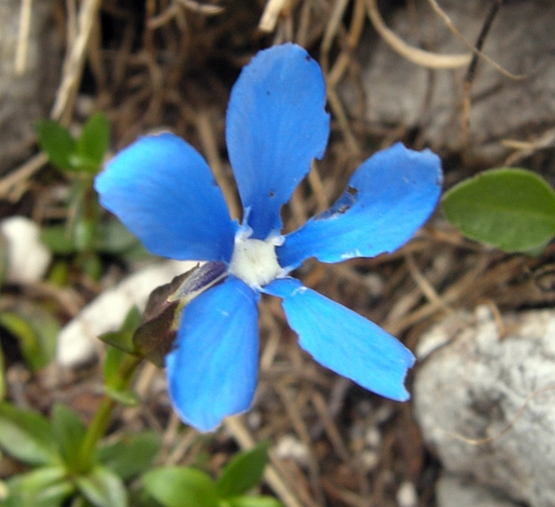 Gentiana verna